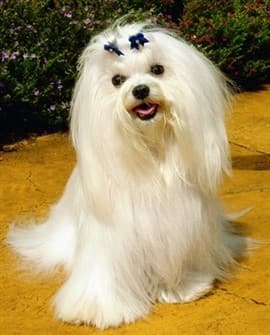 maltese-dog-happy 